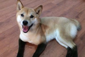 Shiba Inu