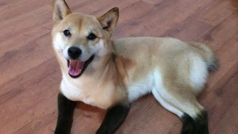 Shiba Inu