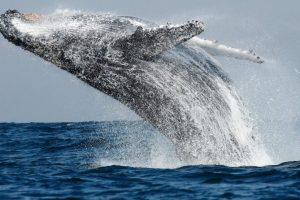 Saut d'une baleine