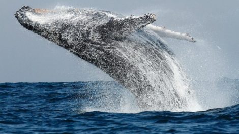 Saut d'une baleine