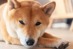 Shiba inu