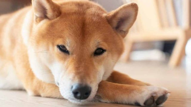 Shiba inu