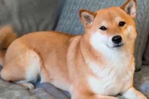 Chien Shiba Inu