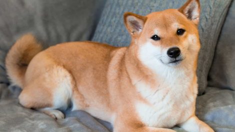Chien Shiba Inu