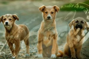 Chiens Dogecoin