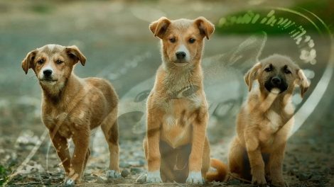 Chiens Dogecoin
