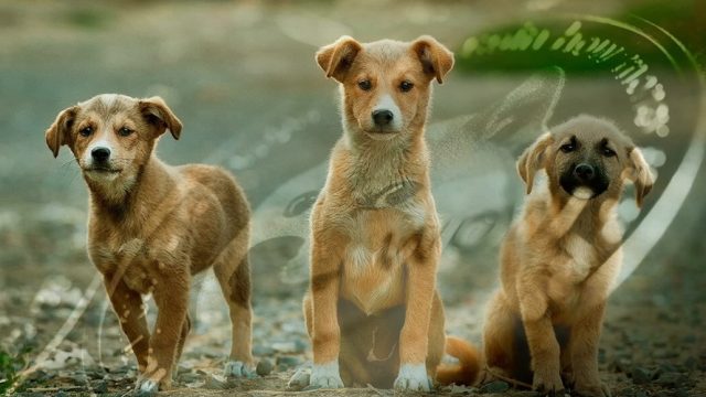 Chiens Dogecoin