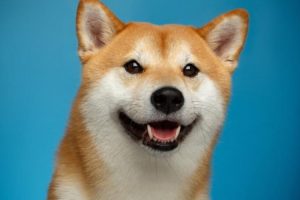 Dogecoin Shiba Inu