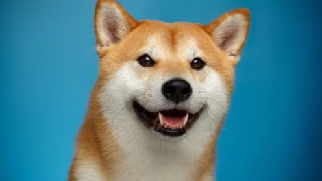 Dogecoin Shiba Inu