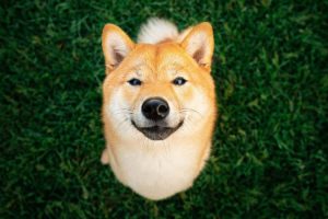 Shiba Inu dogecoin