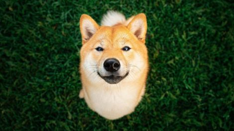 Shiba Inu dogecoin