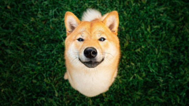 Shiba Inu dogecoin