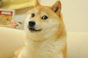 Pohoto originale du Shiba inu du Dogecoin