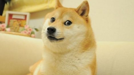 Pohoto originale du Shiba inu du Dogecoin