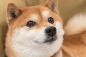 Chien Shiba inu