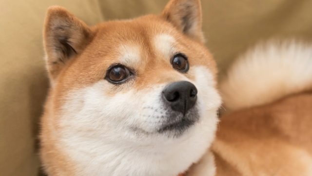 Chien Shiba inu