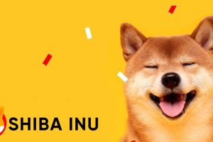 Shiba Inu Chien