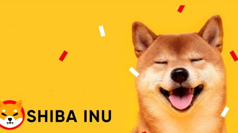 Shiba Inu Chien